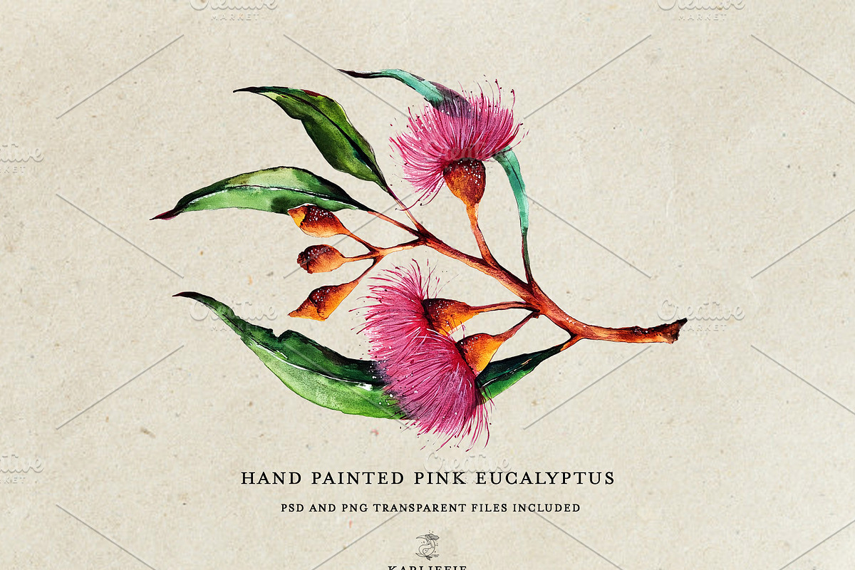 Watercolor Eucalyptus, a Decorative Illustration by Karliefie (Photo 3 of 4)