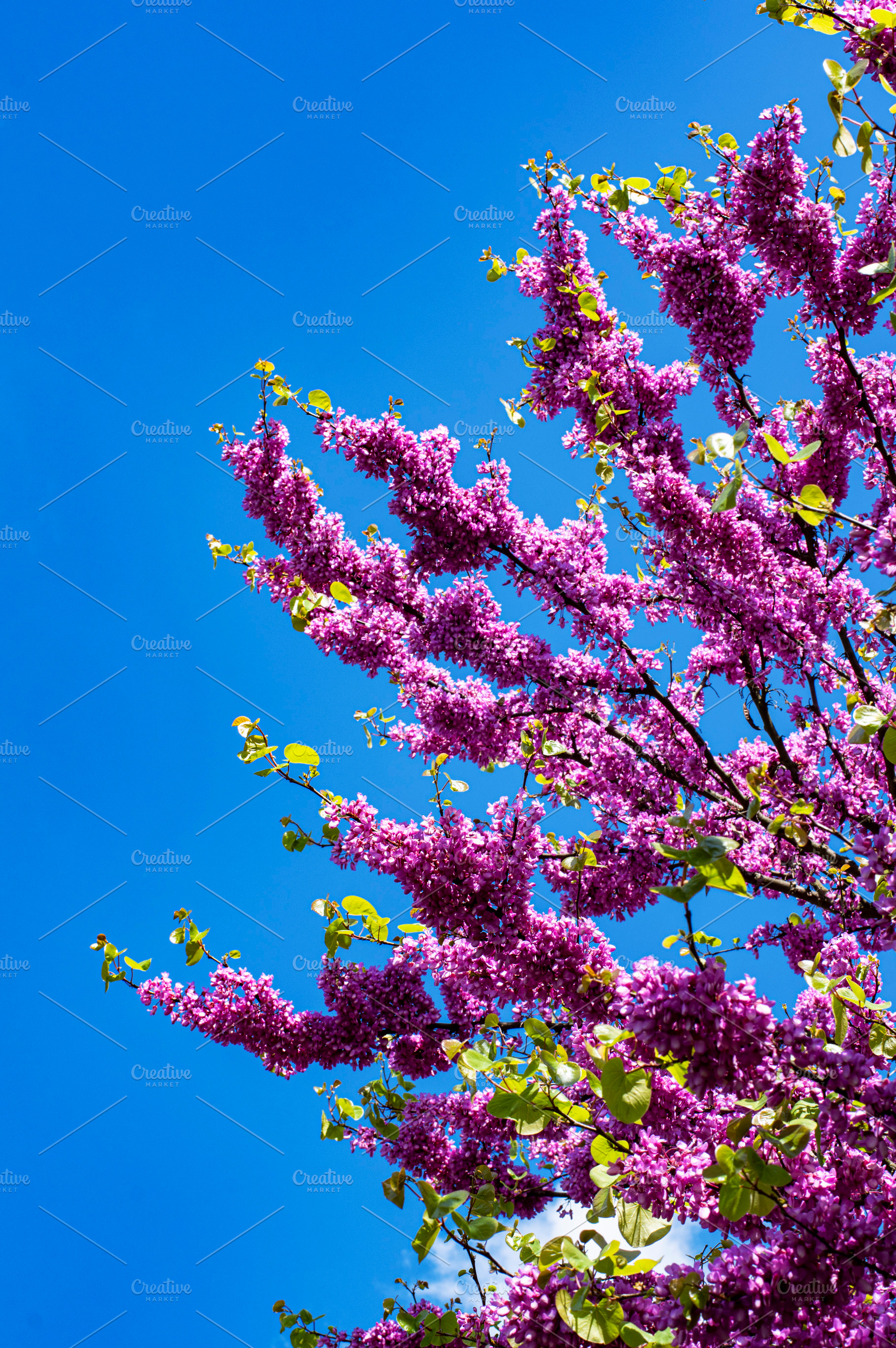 Purple Spring Blossom. Cercis Canade, a Nature Photo by zhekos