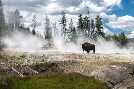 Bison on geysers at scenic yellowsto stock photo containing tourist, an Animal Photo by New York Art Store