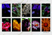 Dark bloom. Floral Backgrounds, a Background Graphic by PaperJamLab (Thumbnail 11 of 14)