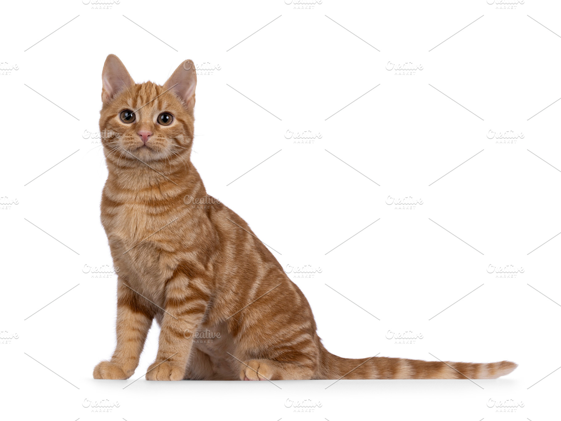 European Shorthair cat on white background, an Animal Photo by Cat'chy Images by Nynke