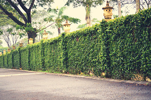 Green fence and hedge