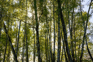 Sunlight filtering through the tall birch trees in a lush green, a Nature Photo by Eugene_Photo