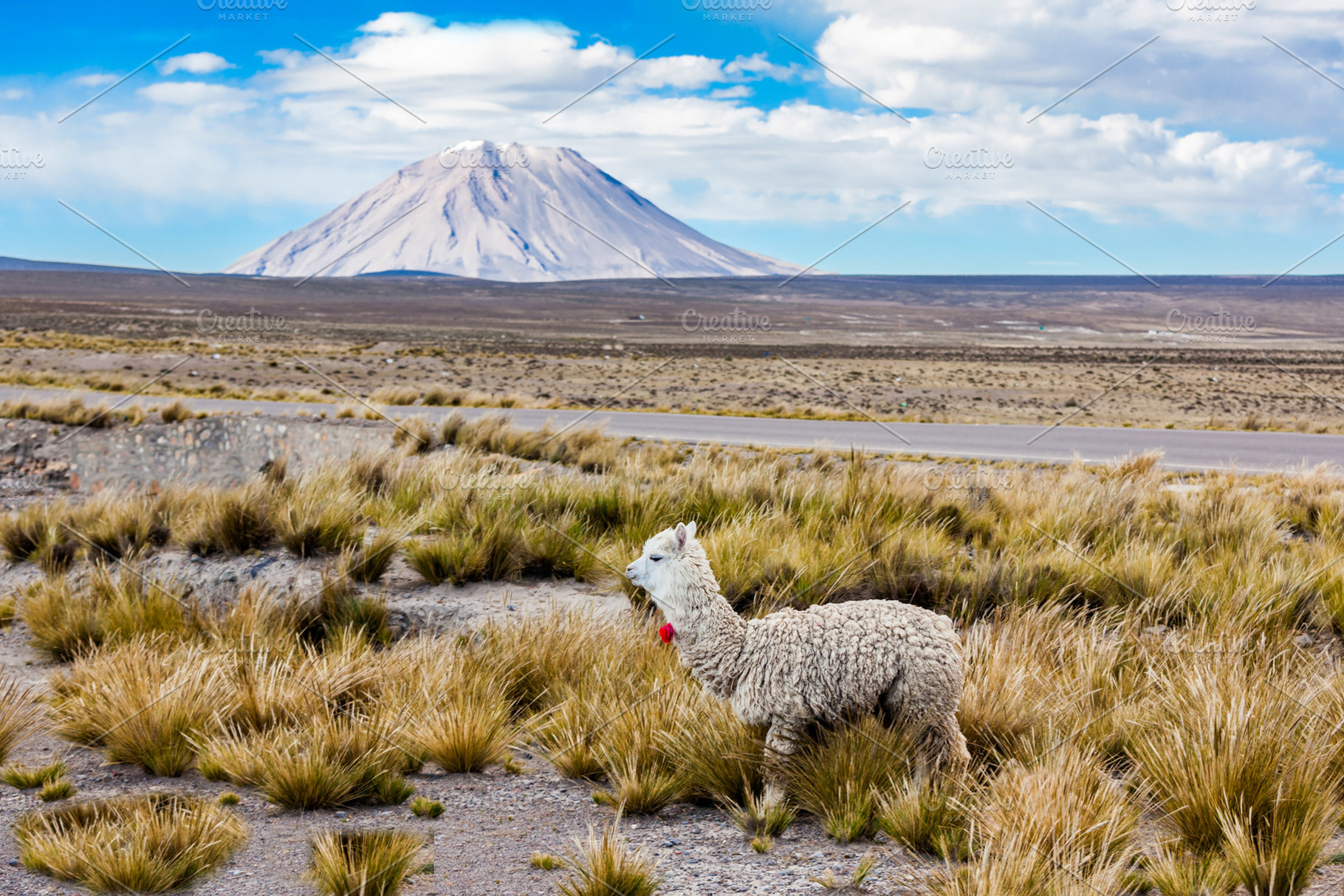 Little cute llama, a Photo by saiko3p