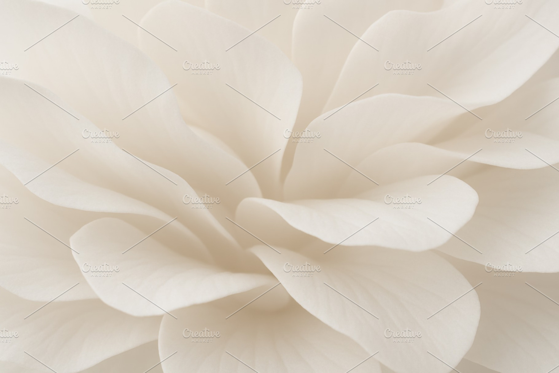 White flower petals creating soft layered texture, ideal for bac, a Photo by Dvoevnore photos