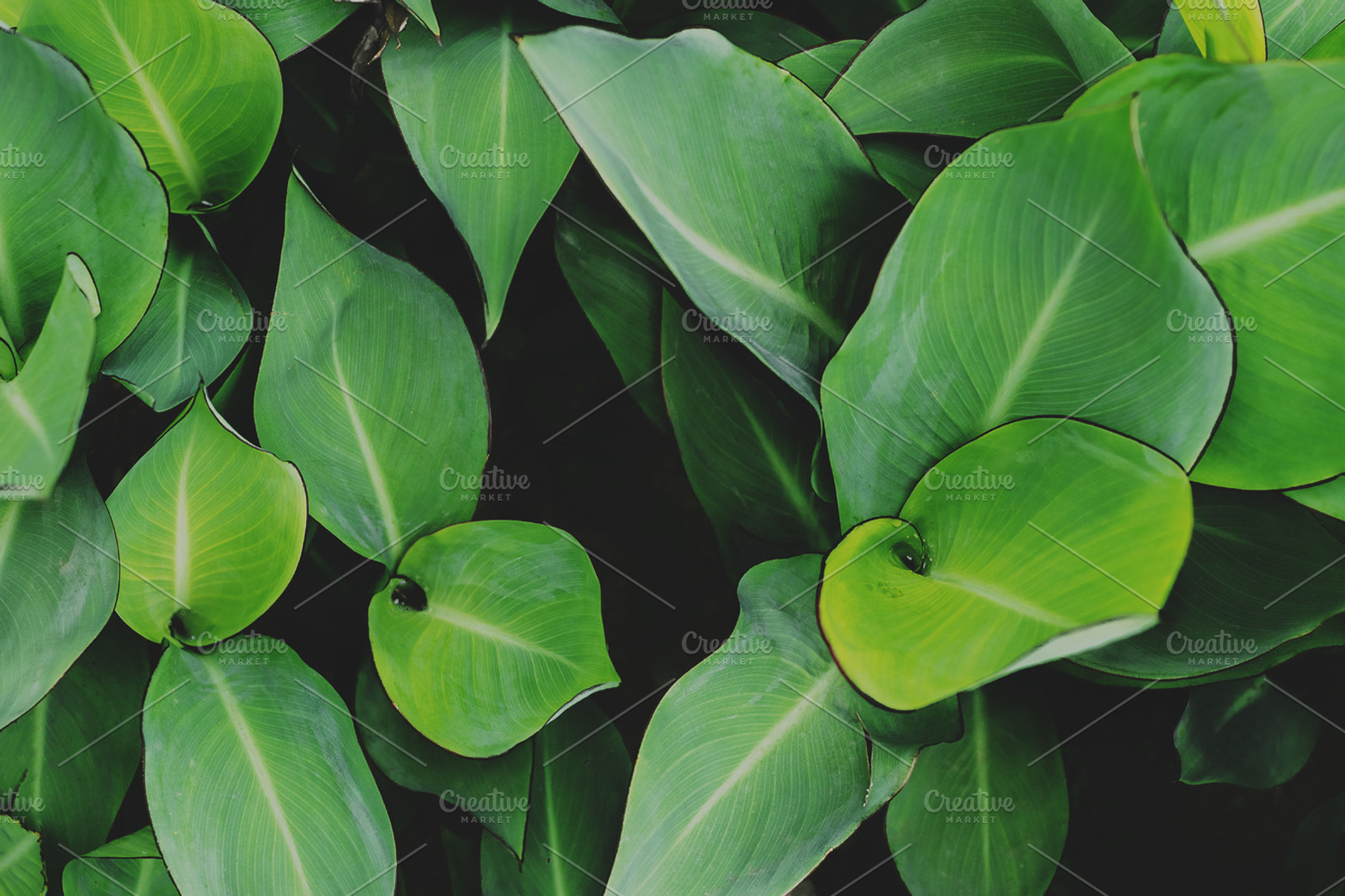 Minimalist Tropical Leaf Background, a Nature Photo by René Jordaan Photography