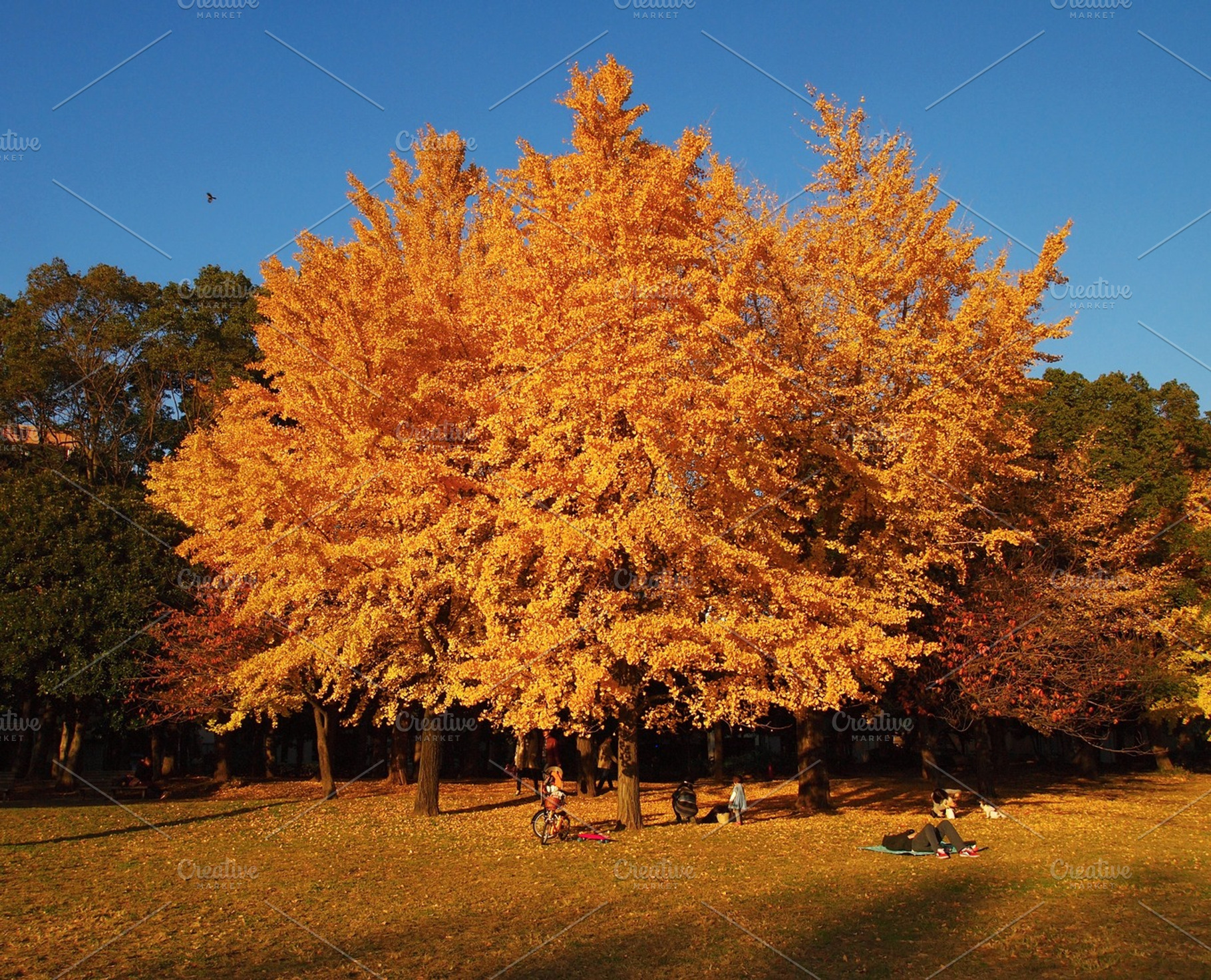 Yellow Tree