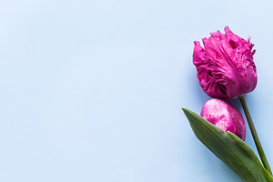 Happy Easter! Easter egg with pink tulip flat lay on blue backgr, a Holiday Photo by Sonjachni