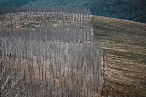 Burned tree rows and grassy contrast, a Nature Photo by SkyNext