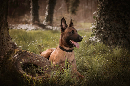 malinois dog
