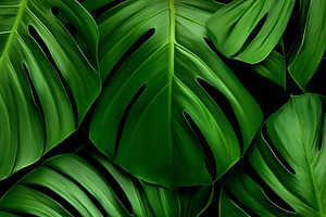 Tropical green monstera leaves, a Nature Photo by MistyDay