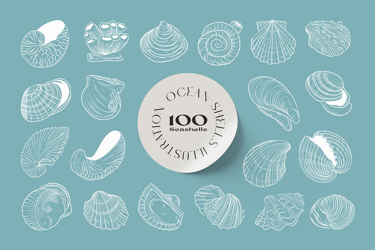 Ocean Shells Illustration, an Object Illustration by KetteCreate (Photo 4 of 17)