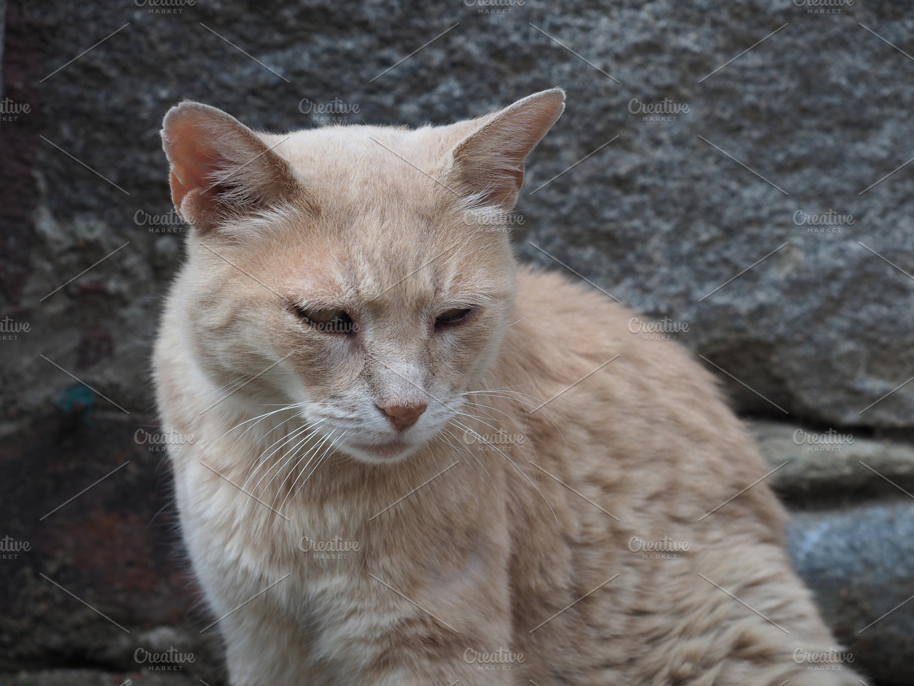 orange tabby cat, a Photo by WorldPhotos