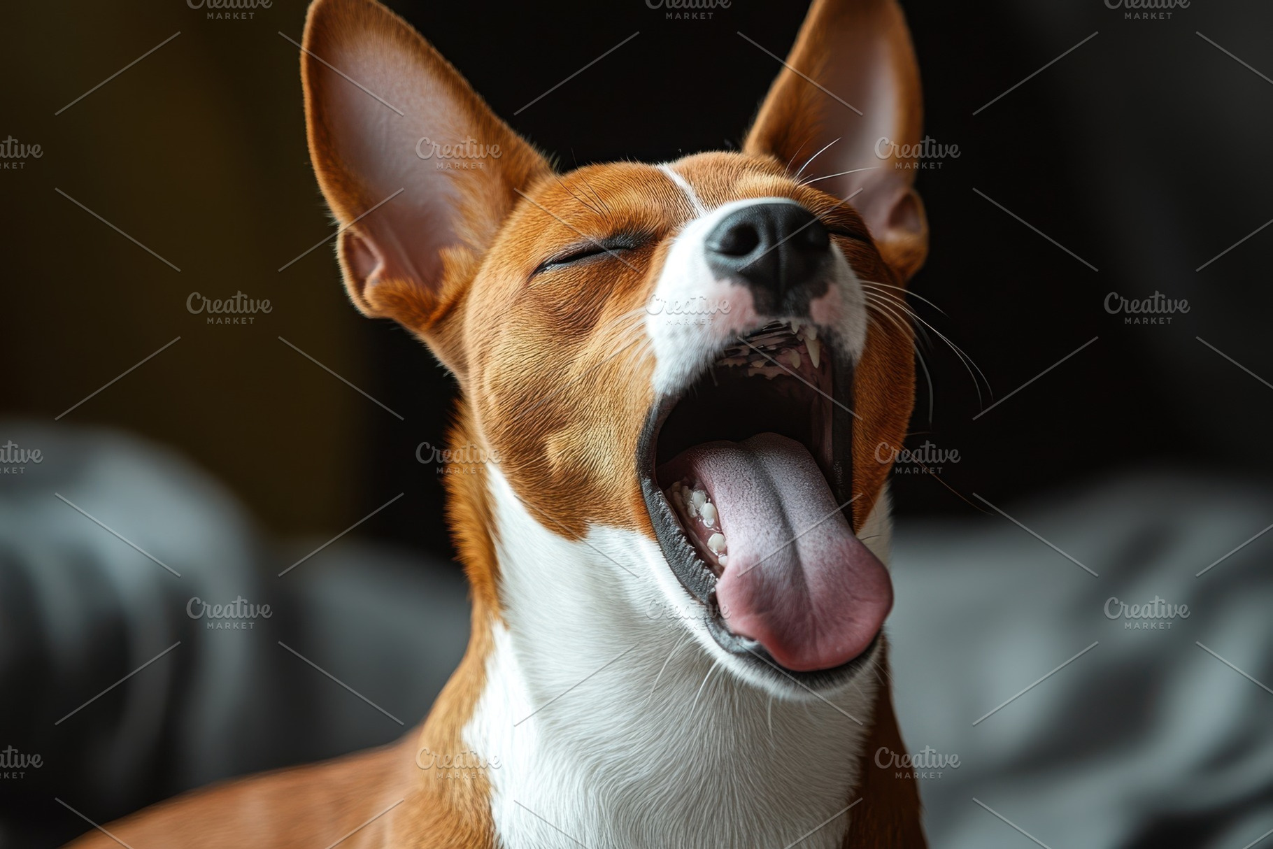 Basenji Dog Yawning Sweetly Adorable, an Animal Photo by Pixeness Studio