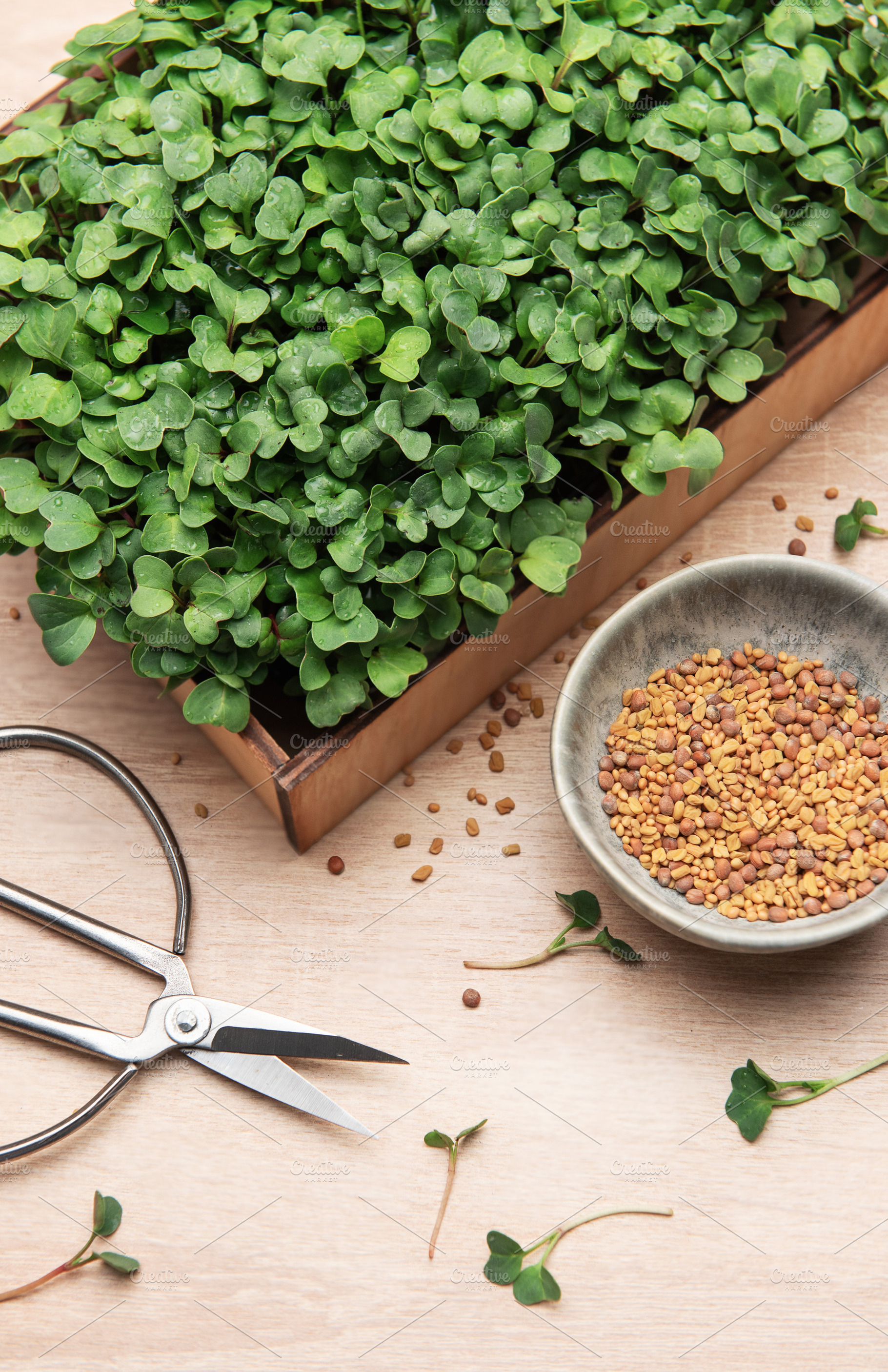 Fresh microgreens growing in wooden box with seeds and scissors, a Photo by Olena Rudo