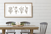 27 Vintage Botanical Illustrations, an Illustration by Anna Smirnova (Thumbnail 11 of 12)