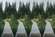 Fuji FP 100C II, a Preset Add-On by colorituals (Thumbnail 2 of 8)