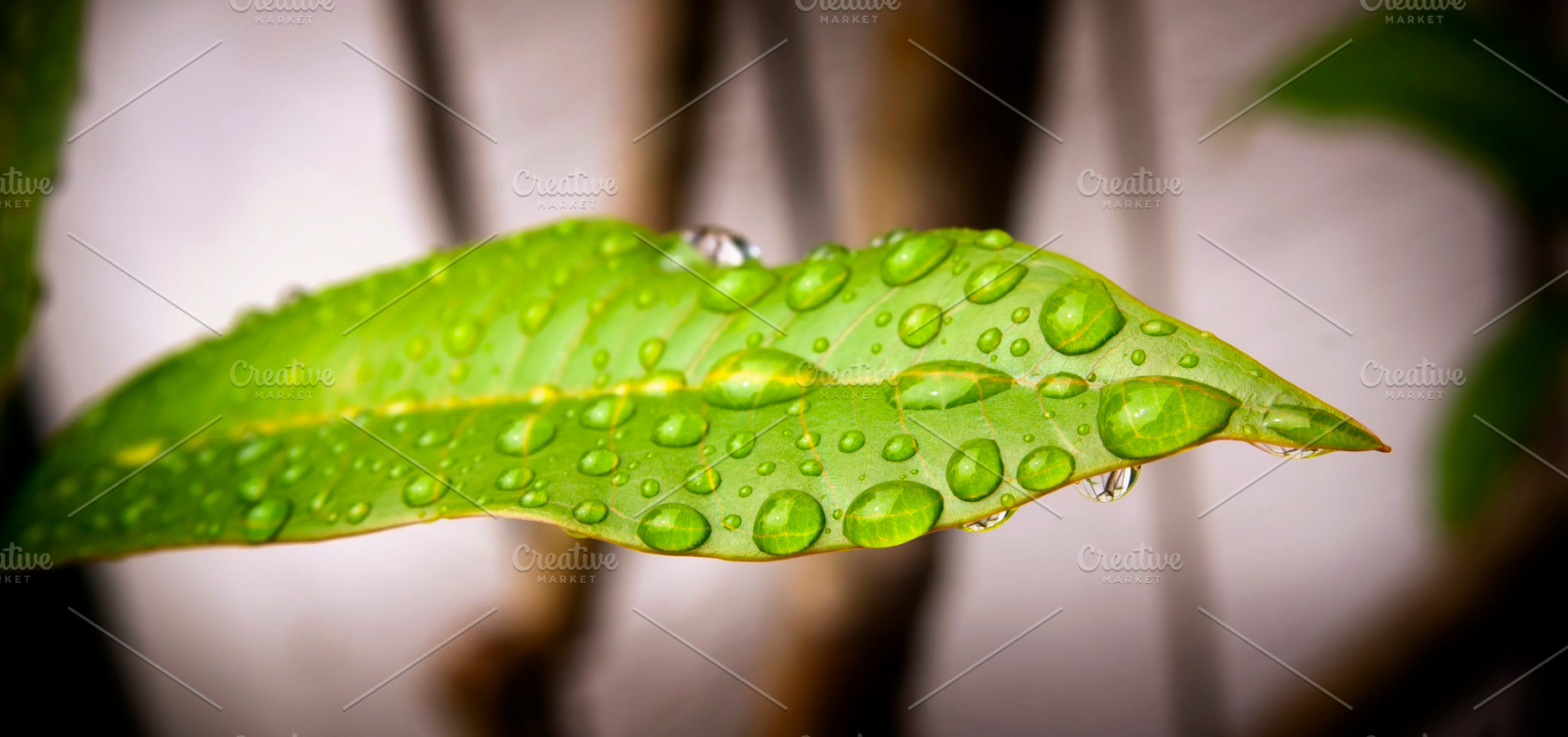 Rain Drops on Leaf, a Nature Photo by THP Creative
