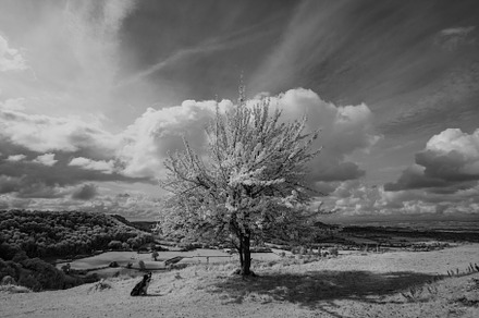 Lone Dog by Lone Tree at Coaley Peak, a Nature Photo by Margaret Clavell