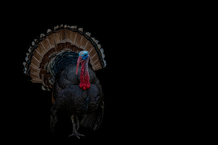 Portrait of a male turkey
