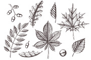 Autumn leaves. Vector Collection, an Illustration by Tabiti (Thumbnail 2 of 9)