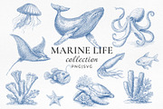 Vintage Marine Life Illustration Set, an Animal Illustration by NatalieArtShop (Thumbnail 1 of 20)