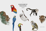 COSTA RICA — jungle animals, an Animal Illustration by Lana Elanor (Thumbnail 8 of 11)