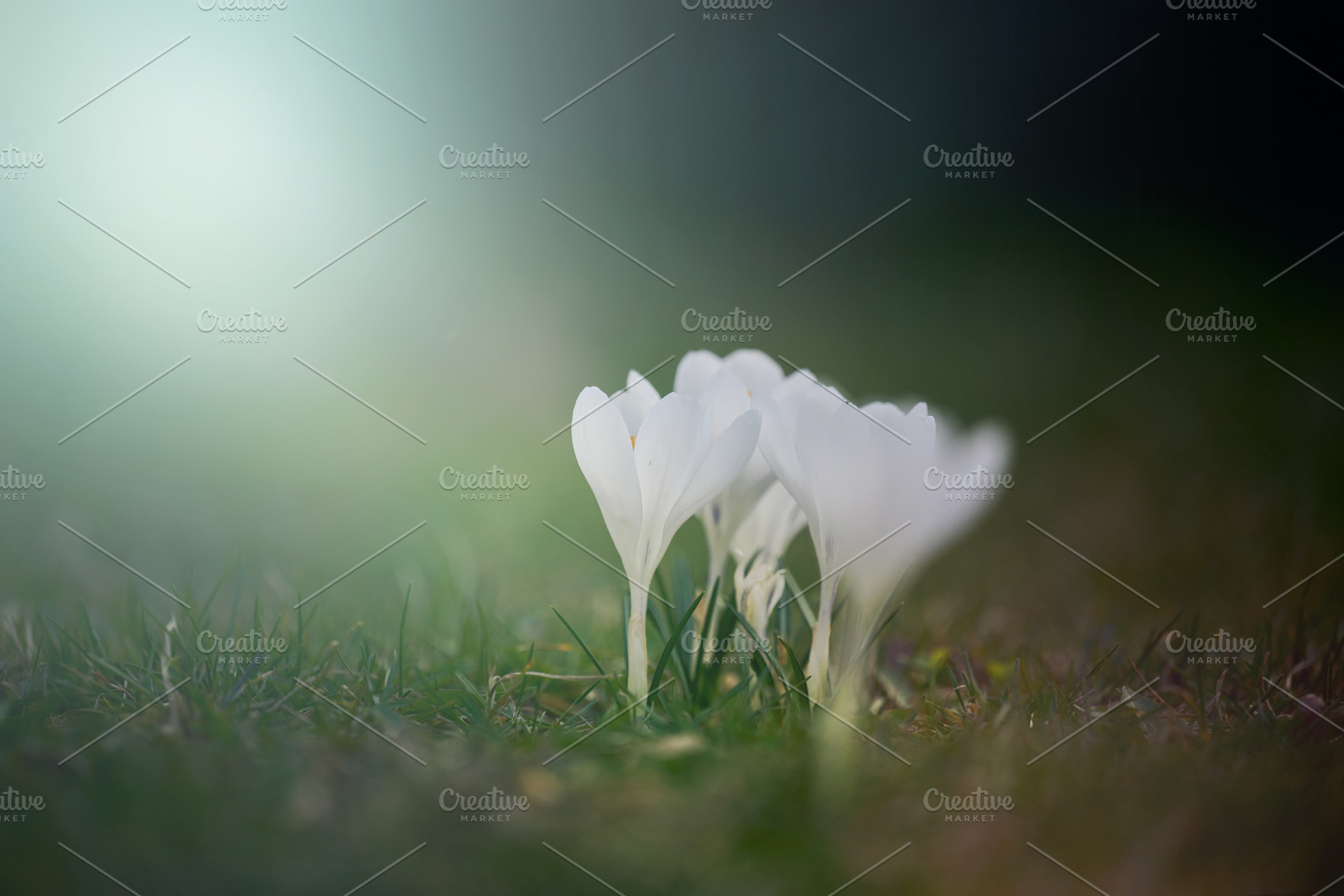 Delicate white crocuses blooming on a spring lawn among green gr, a Nature Photo by ndanko