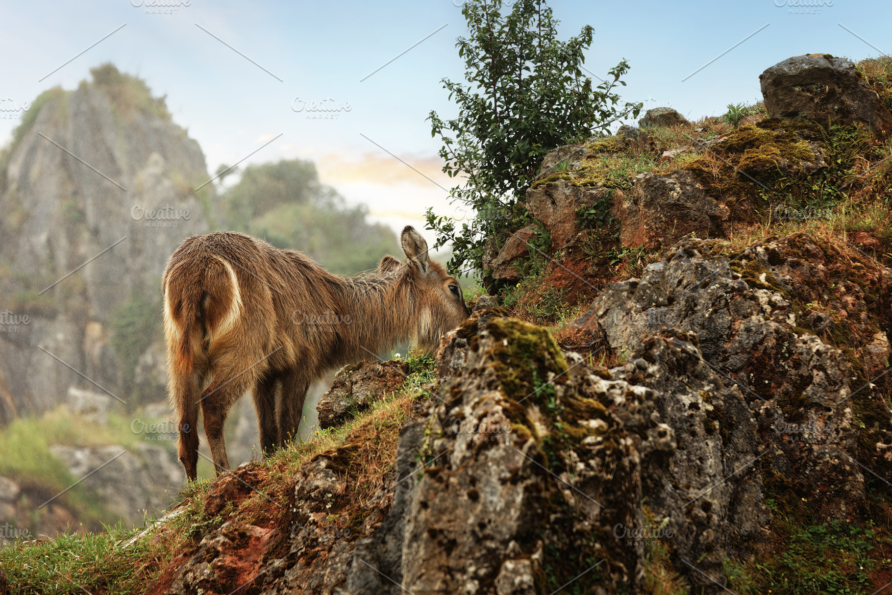 Young Antelope Grazing Among Rocks i, an Animal Photo by Perpis