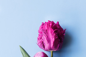 Easter flat lay. Stylish easter egg and pink tulip flat lay on b, a Holiday Photo by Sonjachni