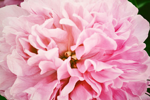 Pink peony featuring pink peony, peonies, and garden flowers