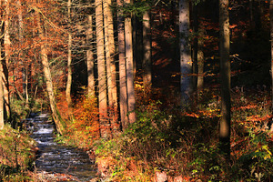 Mountain river containing autumn, beautiful, and nature