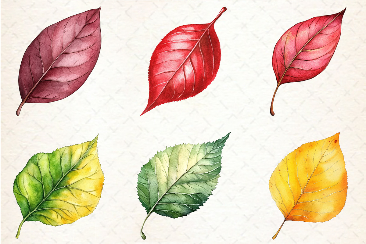 Watercolor Autumn Leaves clipart, an Illustration by Rose Art (Photo 4 of 4)