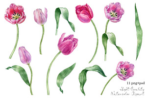 Watercolor Tulip Flower Clipart