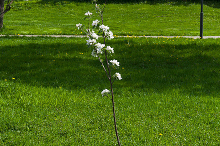 Small flowering apple tree.