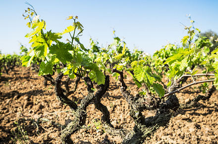 Summer vineyard featuring rioja, agriculture, and california, a Nature Photo by Kowostock