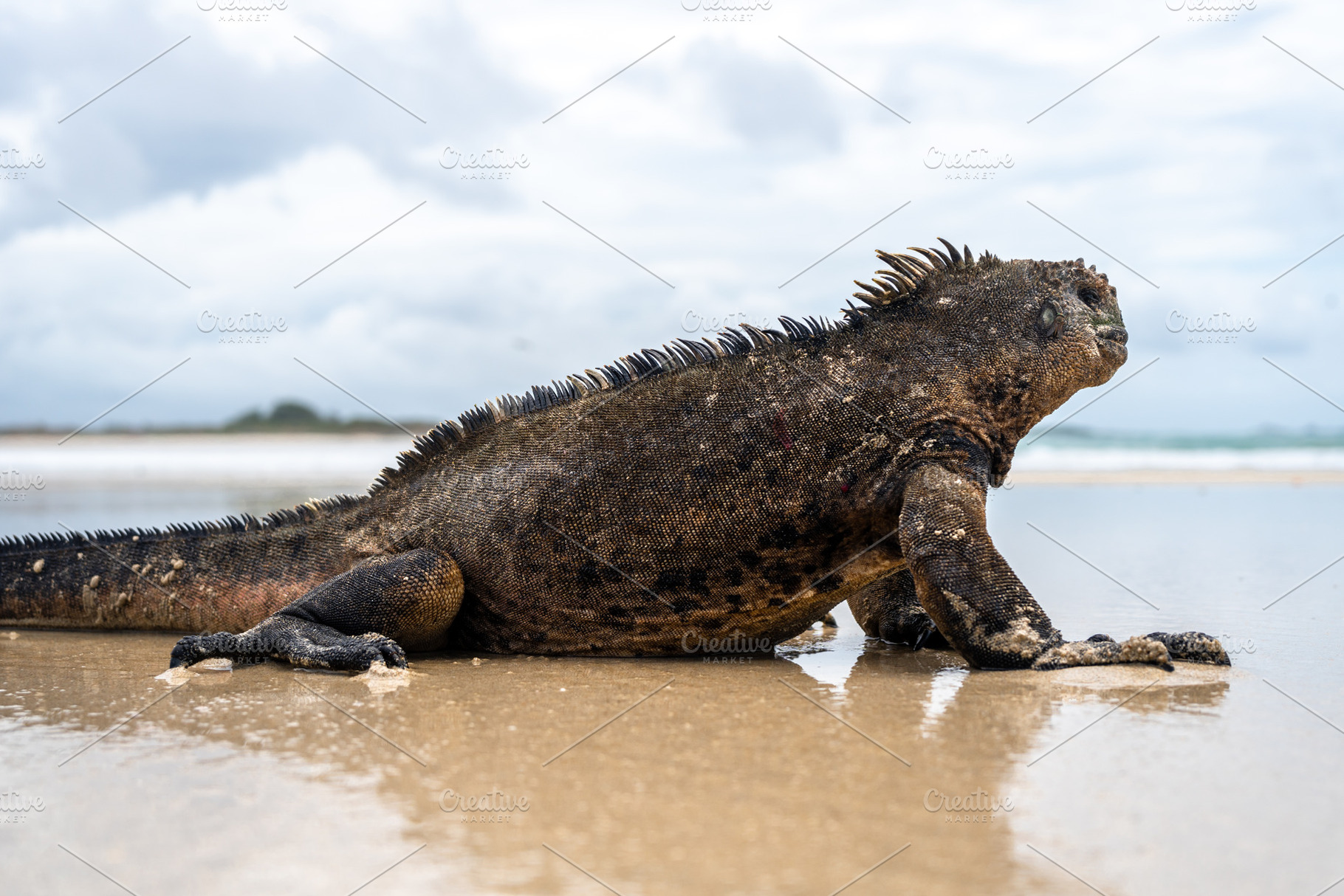 Marine iguana on the sandy shores of Isabela Island, Galapagos A, an Animal Photo by GoodGoods