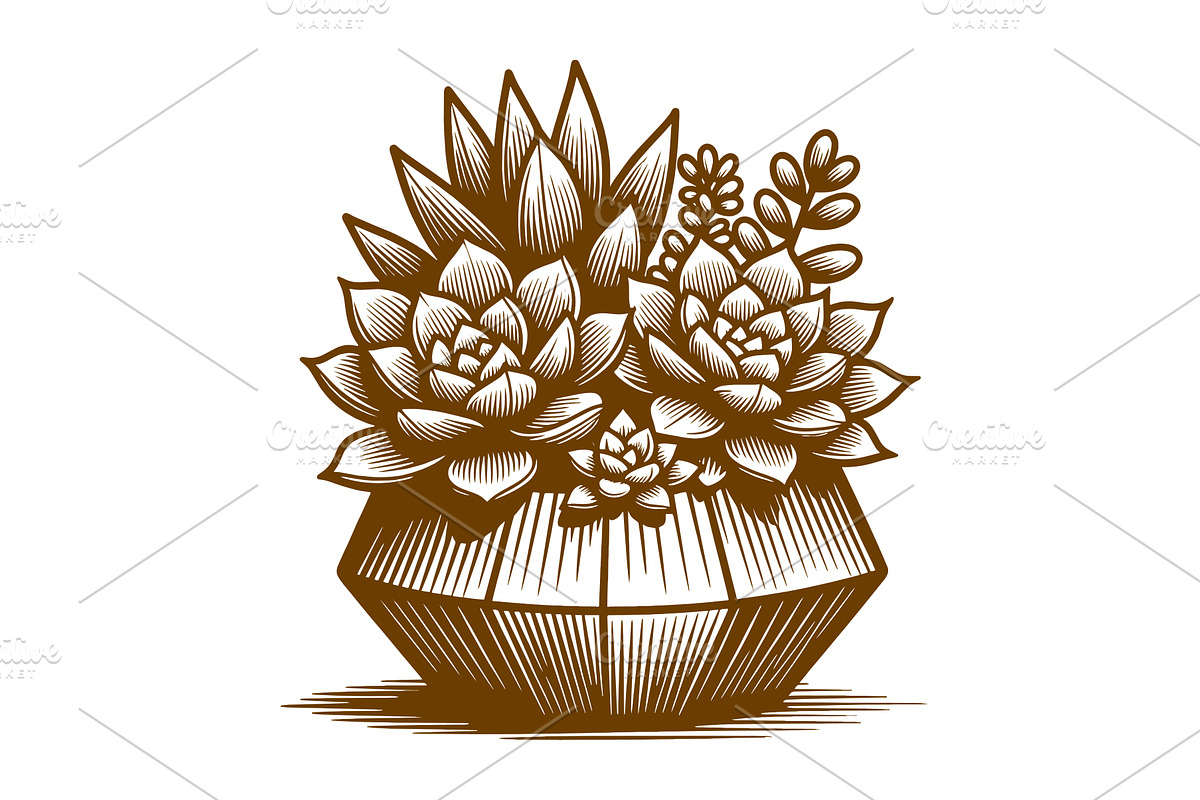Succulent Plants in Decorative Pot, an Object Illustration by AlexArt