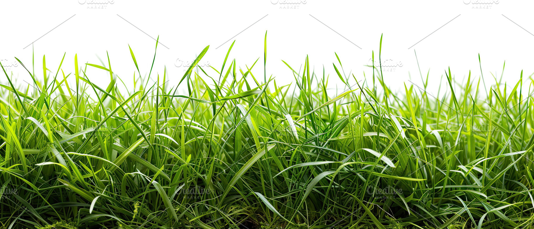 Grass green fresh border isolated fu, a Photo by LOGOCREATIVE