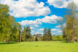 Green park forest panorama with green trees, a Nature Photo by Vapi