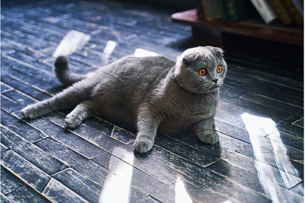 Scottish Fold domestic cat at home, an Animal Photo by Oleksandr Berezko
