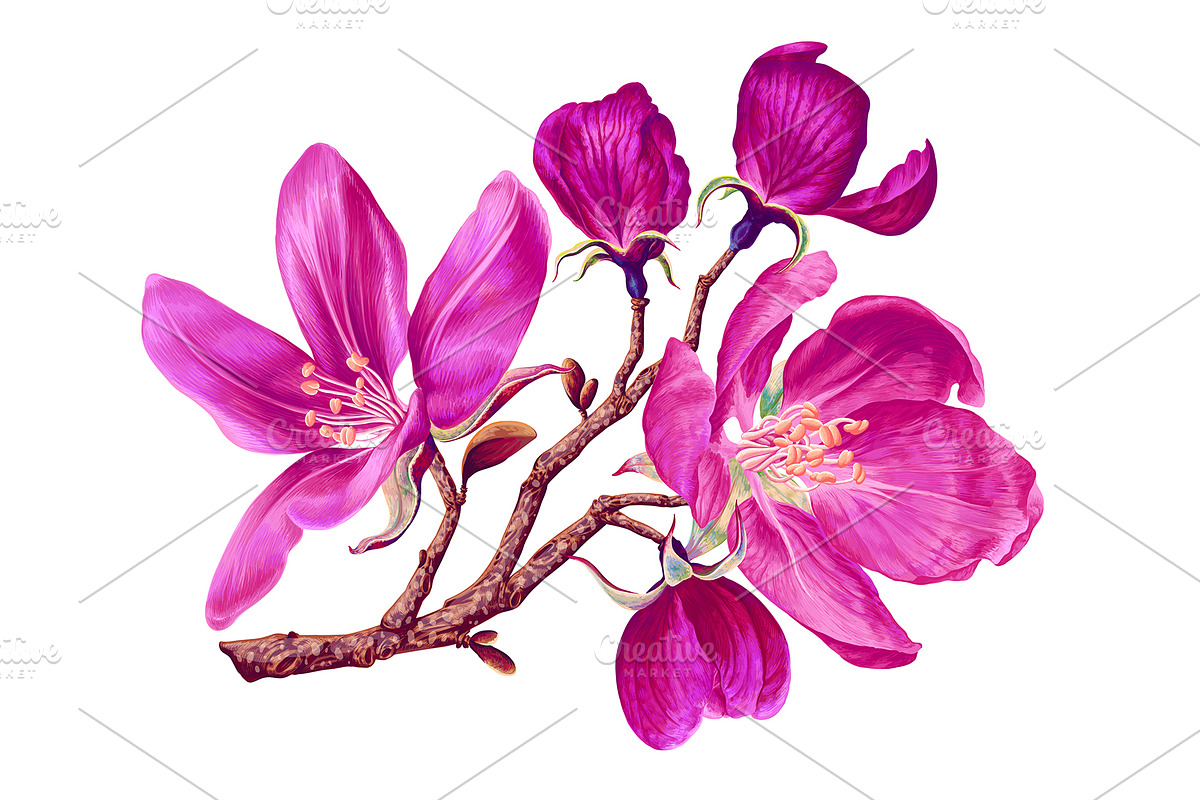 4 Apple Tree Flower Branches, an Illustration by MarynaPetrovska (Photo 3 of 14)