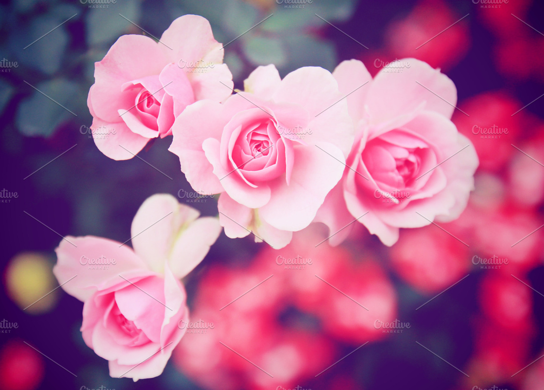 Pink rose in the garden featuring flower, pink, and rose