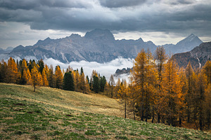 Larch forest and misty mountains, a Nature Photo by Alpine Dreams