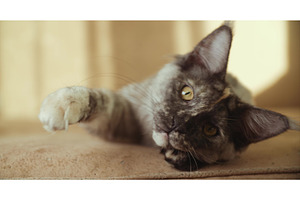 Funny Curious Grey Maine Coon Cat, an Animal Photo by Our Amazing World