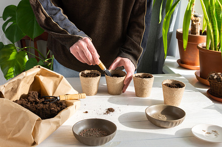 Man is planting seedlings at home, a Food & Drink Photo by Pandateam