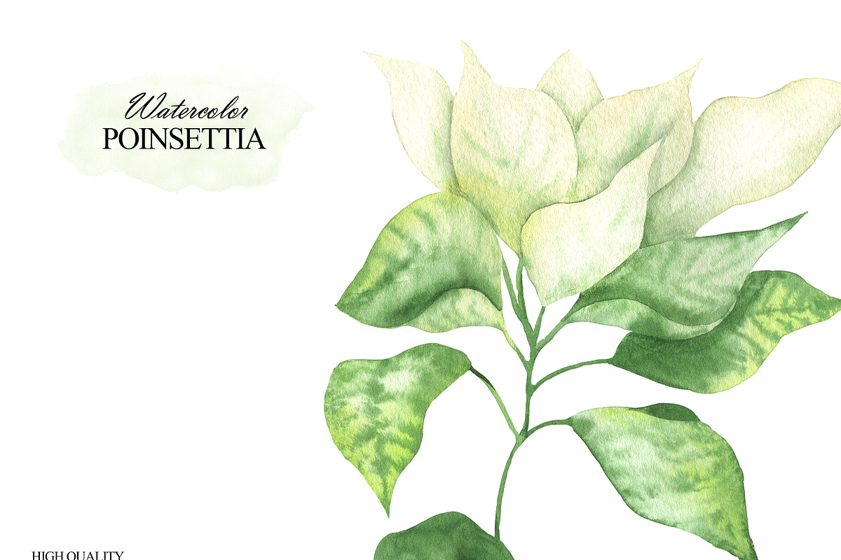 Watercolor white Poinsettia clipart, an Illustration by OlDm_Shop (Photo 4 of 11)