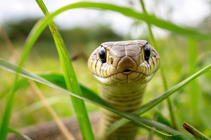 Close-up of a snake in natural habitat, an Animal Photo by AlyaAnd