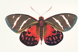 Hand Drawn Of Papilio Icarus