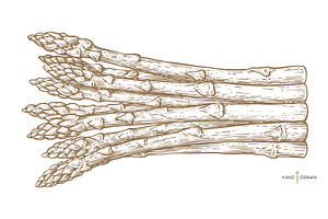 Asparagus, sketch organic vegetable, a Food Illustration by Foxys Graphic